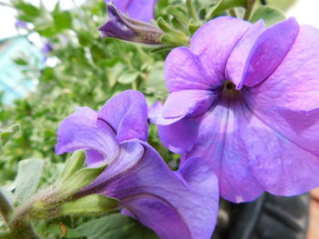 flowering plant