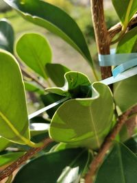 Close-up of fresh green leaves