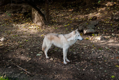 Dog standing outdoors