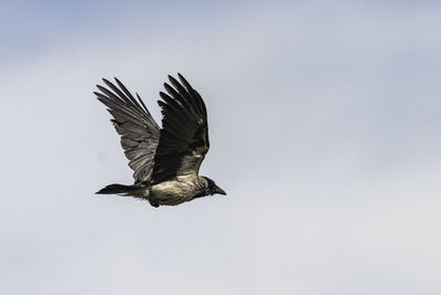 Low angle view of bird flying against sky