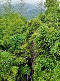 Scenic view of forest