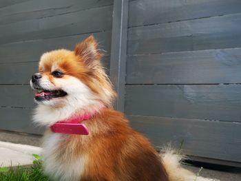 Close-up of dog looking away