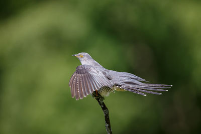 Close-up of bird perching on a plant