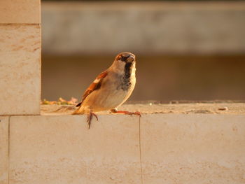 Close-up of bird perching on wall