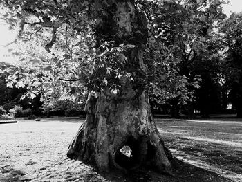 Trees in the forest