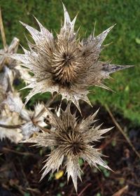 Close-up of thistle