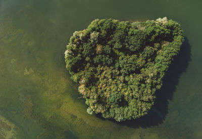 Directly above aerial shot of trees surrounded by lake