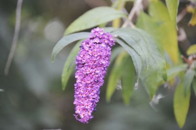 Close-up of pink flowering plant