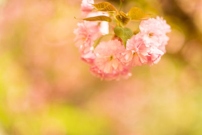 Close-up of pink cherry blossom