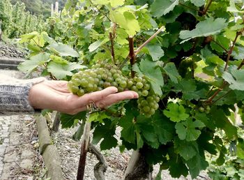 Cropped image of hand holding fruits