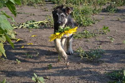 Portrait of dog on land