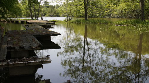 Scenic view of lake in forest