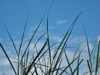 Low angle view of stalks against blue sky