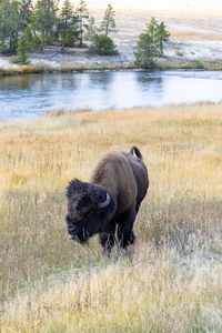 Bison in