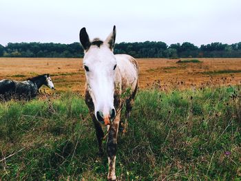 Horses on landscape