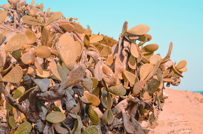 Close-up of prickly pear cactus