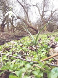 Close-up of bare tree in forest