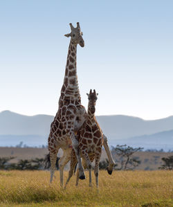 Giraffe in the wild, east africa