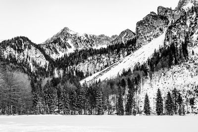 Pine trees on snow covered land against sky