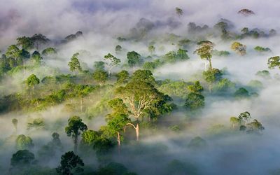 Panoramic view of forest against sky