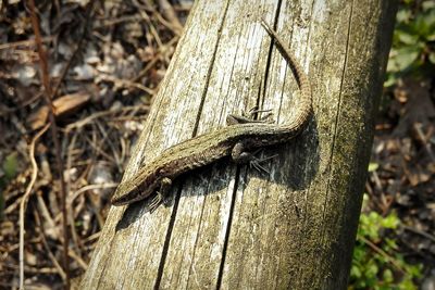 Close-up of lizard on tree trunk