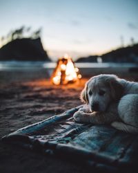 Close-up of golden retriever relaxing on beach