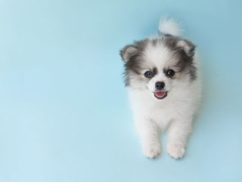 Portrait of puppy against white background