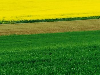 Scenic view of grassy field