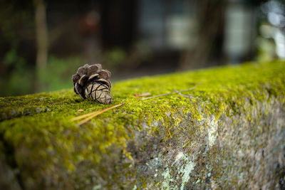 Close-up of snail on moss