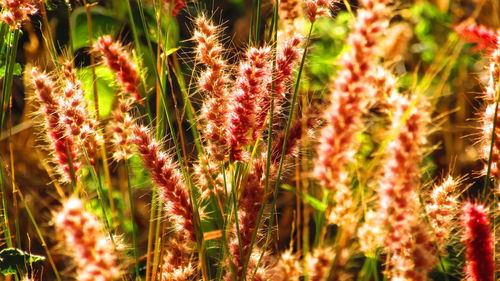 Close-up of flowers growing in field