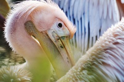 Close-up of pelican
