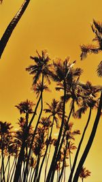 Low angle view of trees against sky at sunset