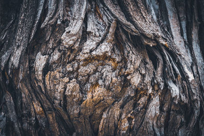 Full frame shot of tree trunk