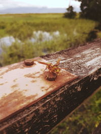 Close-up of insect on grass