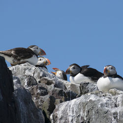 Low angle view of puffins on rock