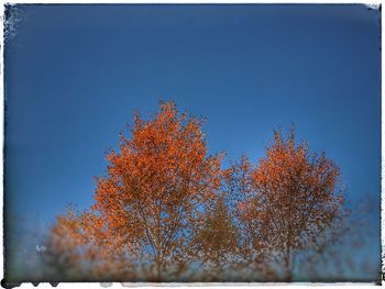 Low angle view of trees against clear sky