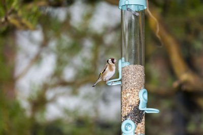 Close-up of bird perching on wooden pole