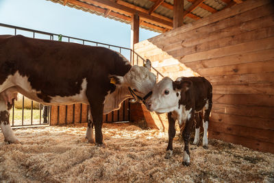 Cows on field