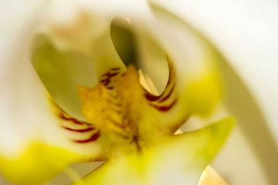 Close-up of yellow flower