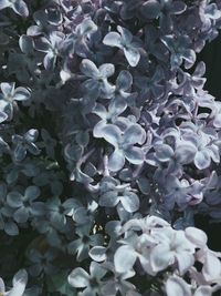 White flowers blooming in spring