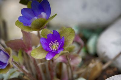 Close-up of purple flowering plant