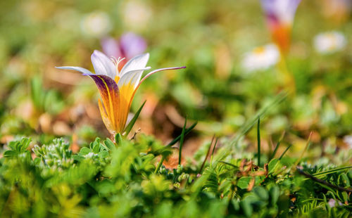 Close-up of flowering plant on field