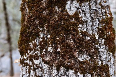 Close-up of tree trunk during winter