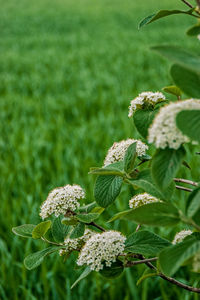 Close-up of white flowering plant on field