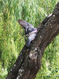 Bird perching on a tree