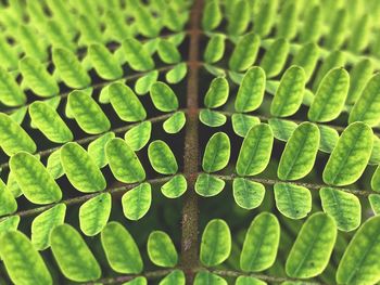 Full frame shot of green leaves