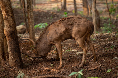 Deer in a forest