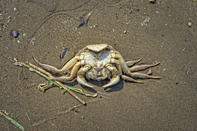 High angle view of animal skull on sand