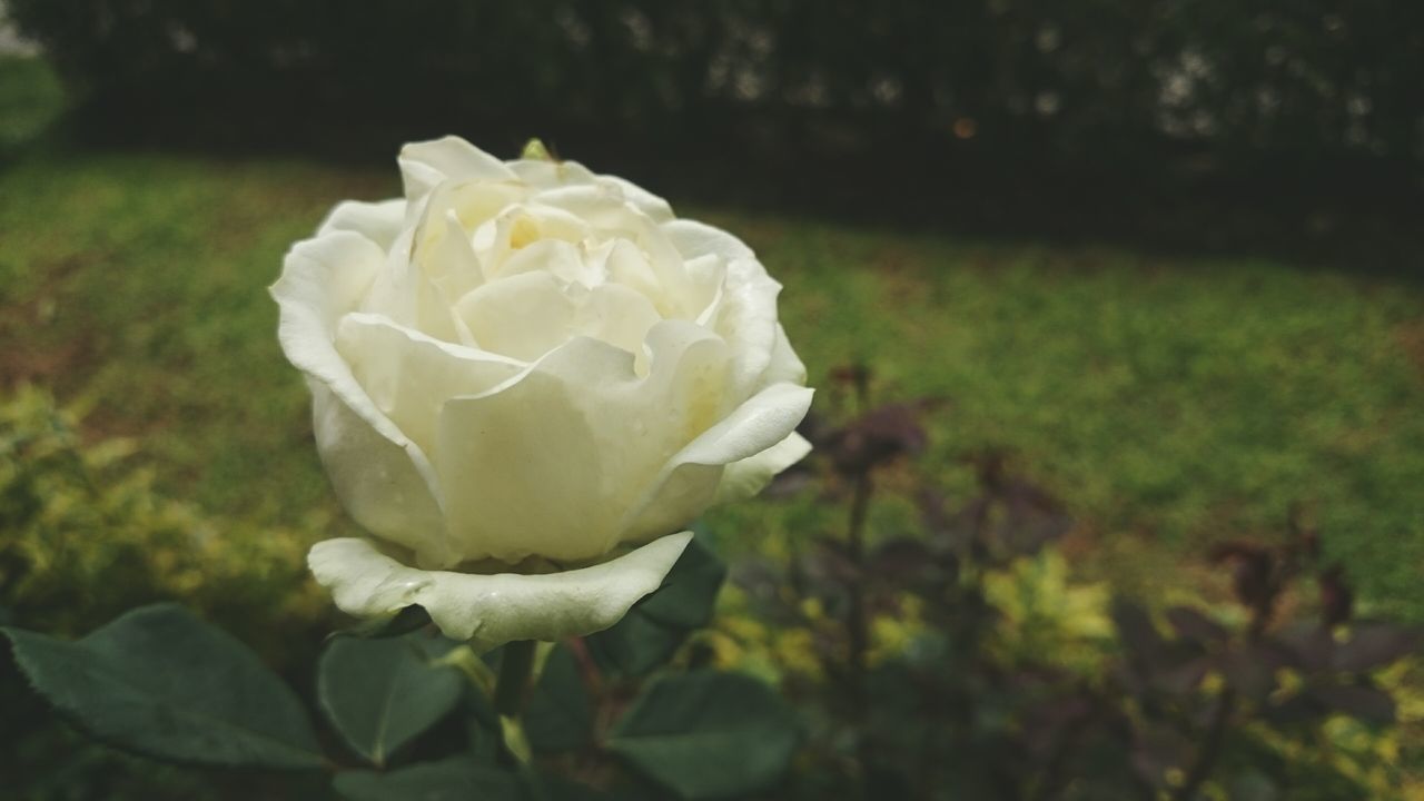 flower, petal, flower head, fragility, freshness, rose - flower, beauty in nature, growth, single flower, close-up, focus on foreground, blooming, rose, nature, white color, in bloom, plant, single rose, park - man made space, blossom