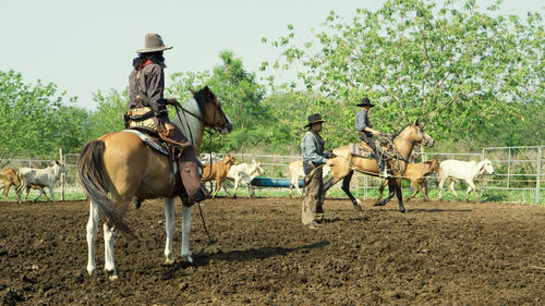 Horses on field